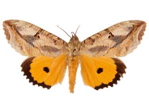 Eudocima apta